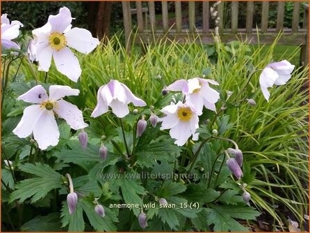 Anemone &#039;Wild Swan&#039; | Anemoon