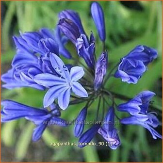 Agapanthus &#039;Tornado&#039; | Kaapse lelie, Afrikaanse lelie, Liefdesbloem