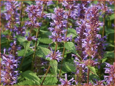 Agastache &#039;Purple Haze&#039; | Dropplant, Anijsnetel