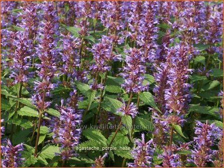 Agastache &#039;Purple Haze&#039; | Dropplant, Anijsnetel