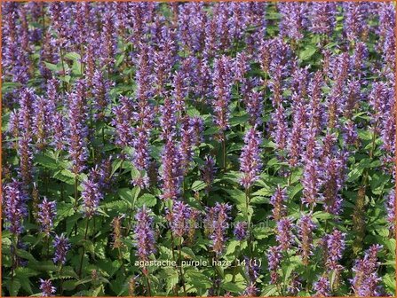 Agastache &#039;Purple Haze&#039; | Dropplant, Anijsnetel