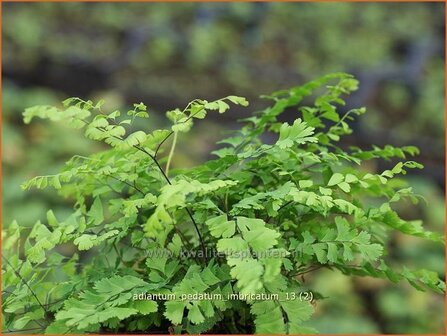 Adiantum pedatum &#039;Imbricatum&#039; | Venushaar, Hoefijzervaren, Vrouwenhaar