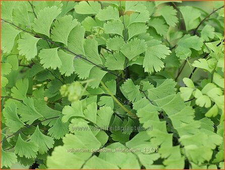 Adiantum pedatum &#039;Imbricatum&#039; | Venushaar, Hoefijzervaren, Vrouwenhaar