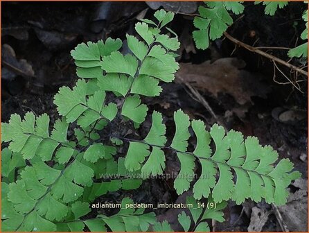 Adiantum pedatum &#039;Imbricatum&#039; | Venushaar, Hoefijzervaren, Vrouwenhaar