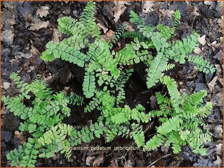 Adiantum pedatum &#039;Imbricatum&#039; | Venushaar, Hoefijzervaren, Vrouwenhaar