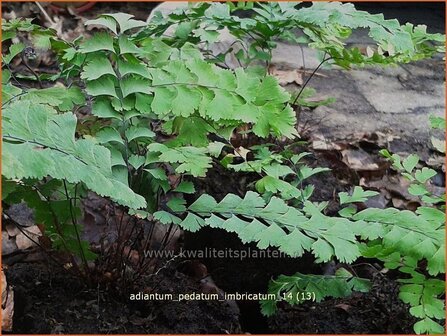 Adiantum pedatum &#039;Imbricatum&#039; | Venushaar, Hoefijzervaren, Vrouwenhaar