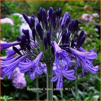 Agapanthus &#039;Black Pantha&#039; | Kaapse lelie, Afrikaanse lelie, Liefdesbloem