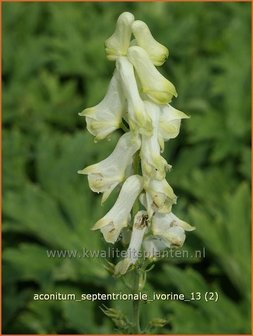 Aconitum septentrionale &#039;Ivorine&#039; | Monnikskap | Eisenhut