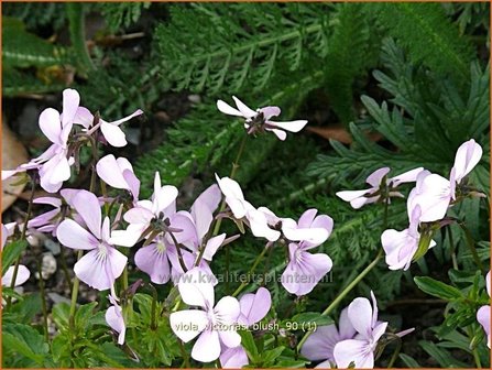 Viola cornuta &#039;Victoria&#039;s Blush&#039; | Hoornviooltje