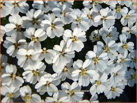 Achillea millefolium &#039;Heinrich Vogeler&#039; | Duizendblad