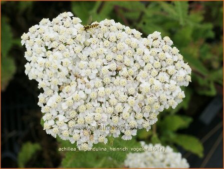 Achillea filipendulina &#039;Heinrich Vogeler&#039; | Duizendblad