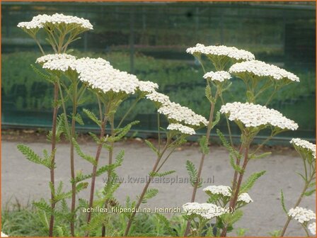 Achillea filipendulina &#039;Heinrich Vogeler&#039; | Duizendblad