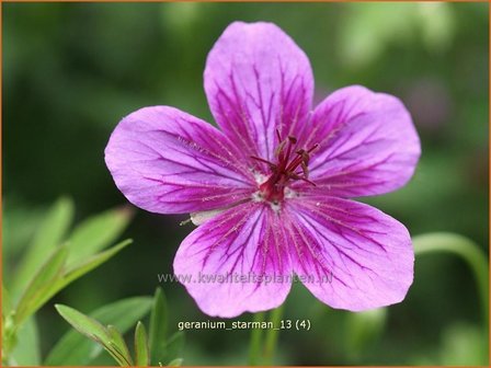 Geranium soboliferum &#039;Starman&#039; | Ooievaarsbek