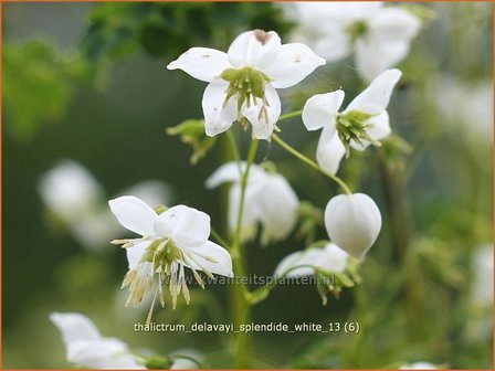 Thalictrum delavayi &amp;#39;Splendide White&amp;#39; | Chinese ruit, Ruit | Delavays Wiesenraute