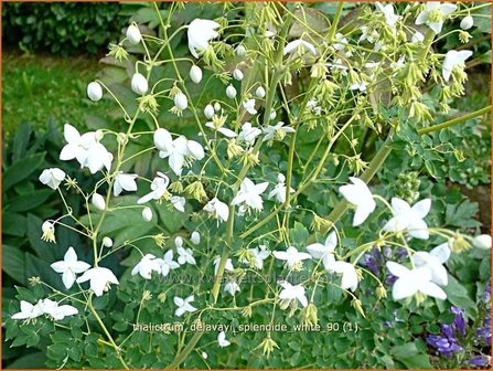 Thalictrum delavayi &amp;#39;Splendide White&amp;#39; | Chinese ruit, Ruit | Delavays Wiesenraute