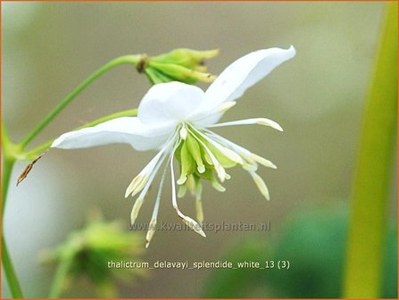 Thalictrum delavayi &amp;#39;Splendide White&amp;#39; | Chinese ruit, Ruit | Delavays Wiesenraute