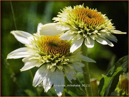 Echinacea purpurea &#039;Milkshake&#039; | Zonnehoed