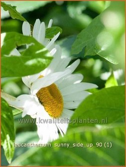 Leucanthemum &#039;Sunny Side Up&#039; | Margriet