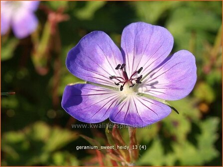 Geranium &#039;Sweet Heidy&#039; | Ooievaarsbek