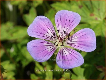 Geranium &#039;Sweet Heidy&#039; | Ooievaarsbek