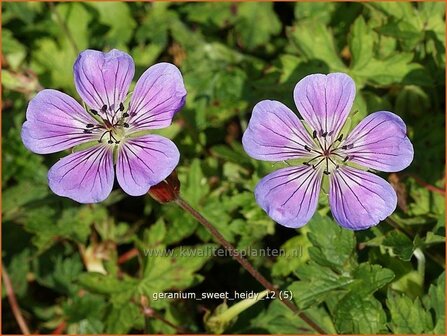 Geranium &#039;Sweet Heidy&#039; | Ooievaarsbek