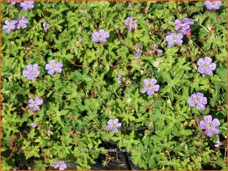 Geranium &#039;Sweet Heidy&#039; | Ooievaarsbek