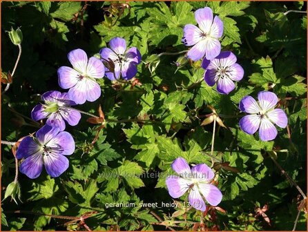 Geranium &#039;Sweet Heidy&#039; | Ooievaarsbek