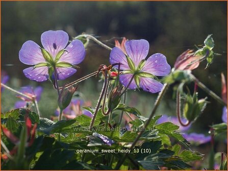 Geranium &#039;Sweet Heidy&#039; | Ooievaarsbek