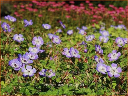 Geranium &#039;Sweet Heidy&#039; | Ooievaarsbek