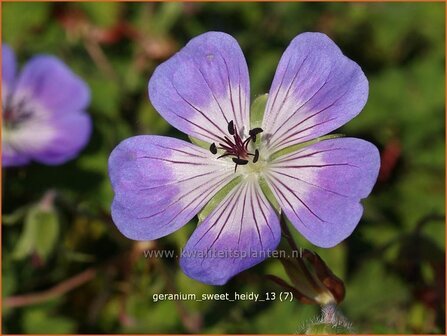 Geranium &#039;Sweet Heidy&#039; | Ooievaarsbek