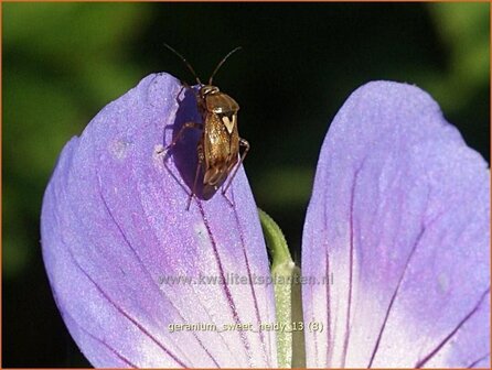 Geranium &#039;Sweet Heidy&#039; | Ooievaarsbek