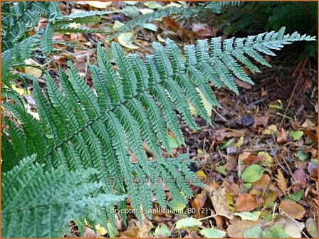 Dryopteris wallichiana | Zwartschubvaren, Nepalvaren