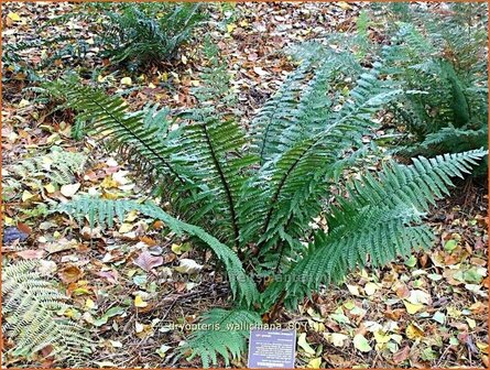 Dryopteris wallichiana | Zwartschubvaren, Nepalvaren