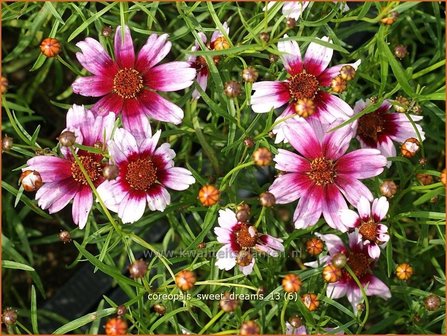 Coreopsis &#039;Sweet Dreams&#039; | Meisjesogen | M&auml;dchenauge