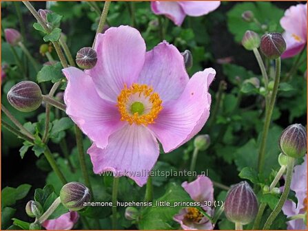 Anemone hupehensis &#039;Little Princess&#039; | Anemoon, Herfstanemoon, Japanse anemoon