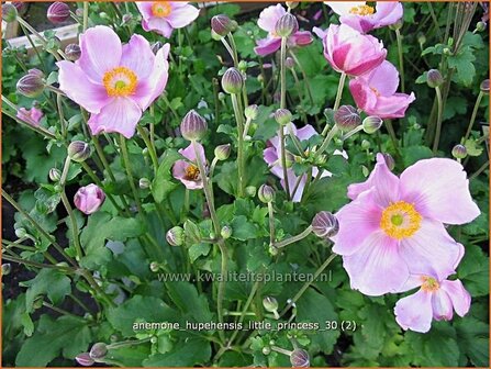 Anemone hupehensis &#039;Little Princess&#039; | Anemoon, Herfstanemoon, Japanse anemoon