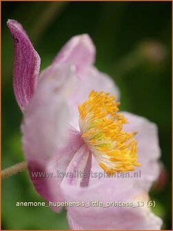 Anemone hupehensis &#039;Little Princess&#039; | Anemoon, Herfstanemoon, Japanse anemoon