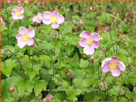 Anemone hupehensis &#039;Little Princess&#039; | Anemoon, Herfstanemoon, Japanse anemoon