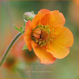 Geum &#039;Totally Tangerine&#039; | Nagelkruid