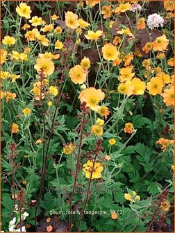 Geum &#039;Totally Tangerine&#039; | Nagelkruid