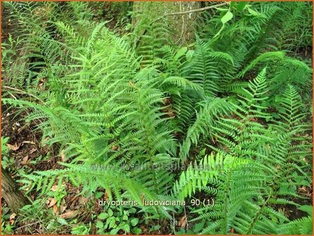 Dryopteris ludoviciana | Niervaren