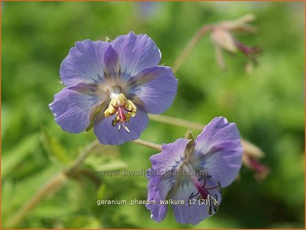 Geranium phaeum &#039;Walkure&#039; | Ooievaarsbek