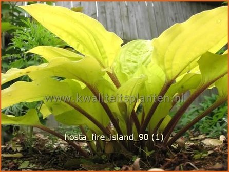 Hosta &#039;Fire Island&#039; | Hartlelie, Funkia