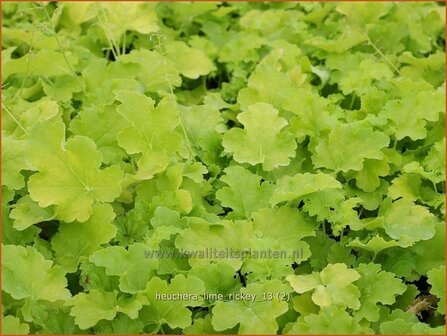 Heuchera &#039;Lime Rickey&#039; | Purperklokje