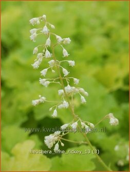 Heuchera &#039;Lime Rickey&#039; | Purperklokje