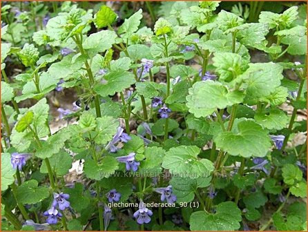 Glechoma hederacea | Hondsdraf, Kruip-door-de-tuin