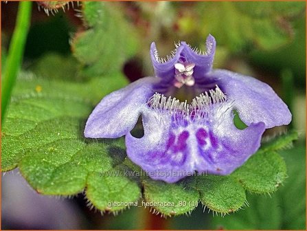 Glechoma hederacea | Hondsdraf, Kruip-door-de-tuin