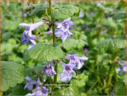 Glechoma hederacea | Hondsdraf, Kruip-door-de-tuin