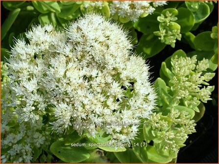 Sedum spectabile &#039;Iceberg&#039; | Hemelsleutel, Vetkruid