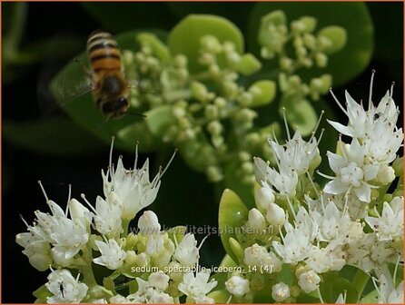 Sedum spectabile &#039;Iceberg&#039; | Hemelsleutel, Vetkruid